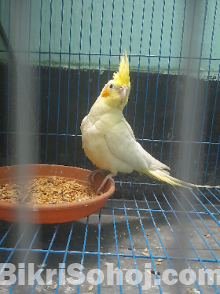 ককাটেল এডাল্ট মেল